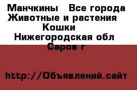 Манчкины - Все города Животные и растения » Кошки   . Нижегородская обл.,Саров г.